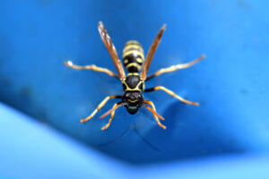 Keep Bugs Out of the Swimming Pool This Fall, Creekstone Outdoor Living, Spring, TX