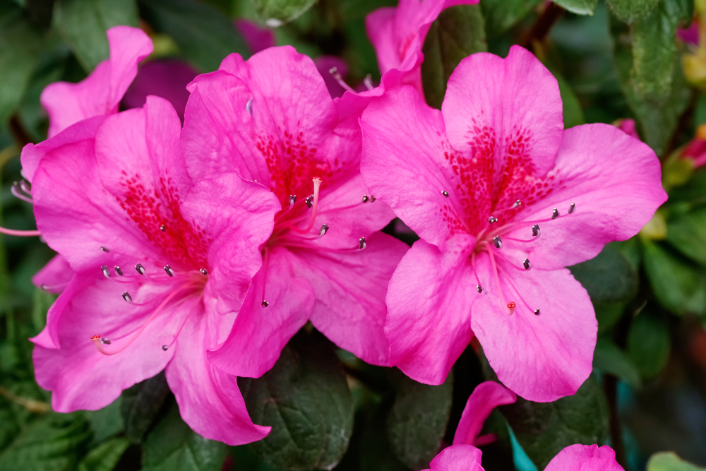 5 Outdoor Plants & Flowers to Add Color to Your Backyard, Creekstone Outdoor Living, Spring, TX